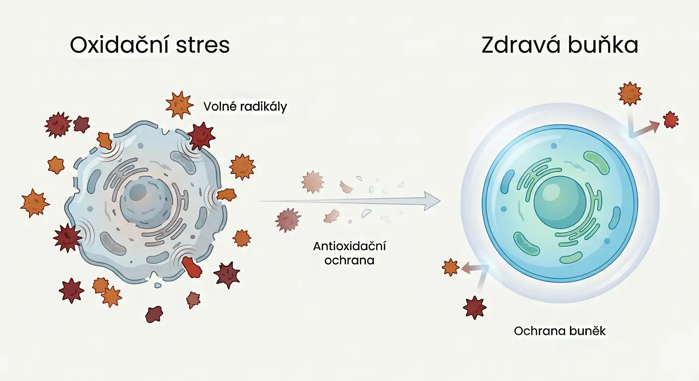 Oxidační stres a antioxidační ochrana buněk – volné radikály a chráněná zdravá buňka (podpora srdce a cév)